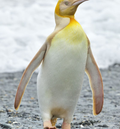 Pinguini i verdhë i lë të gjithë pa fjalë, fotografi e dallon mes një kolonie prej mbi 120,000 shpendësh